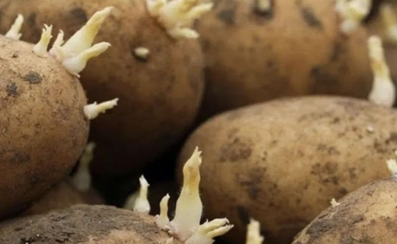 Ingredientes naturales